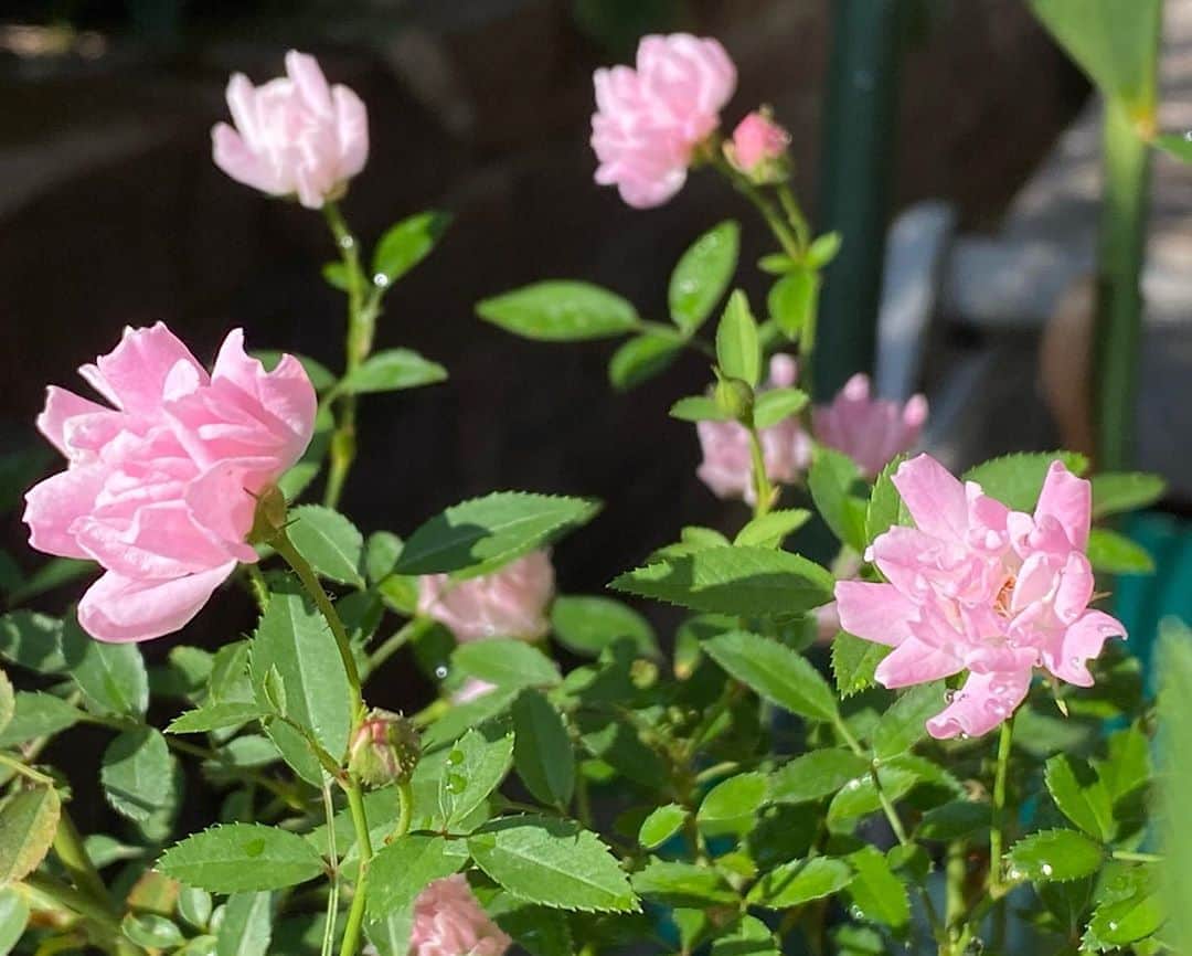のインスタグラム：「#バラ日記 #roses 107日目　晴れ  ほほえみ フランソワーズゴジャール ×2 チアガール ×2 ロイヤルサンセット シャルルドゴール パローレ バレリーナ アルティシモ  #roses🌹 #rosestagram #rose  #peace」