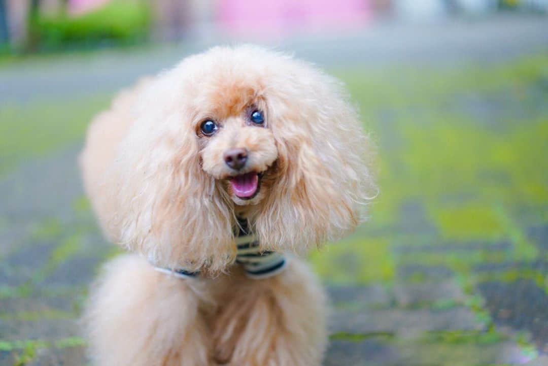 Toypoodle Mikuru?Asakusa Tokyoのインスタグラム：「20200814 Friday. Good morning! Friends 💕 . 昨日は出勤でした。 帰宅時間頃に凄まじ雷⛈ なので、仕方なく、本当に仕方なく、、、 新橋酒場で雨宿りしました🍺 . 気が付いたら雨も上がり、程良い時間に帰宅☺️ みきゅるんとほろ酔いでよるんぽしました😄 . 二日酔い知らずなので 今朝も元気に朝活お散歩💪🏻 みきゅるんは肉活頑張りすぎて怒られてましたけどね。 . #あさんぽ #今日はテレワーク #新橋まで移動するなら帰れ とかツッコミ希望 . 🙏🏻お祝いのコメント、DMいただきありがとうございました😊 今後ともどうぞよろしくお願いいたします😌」