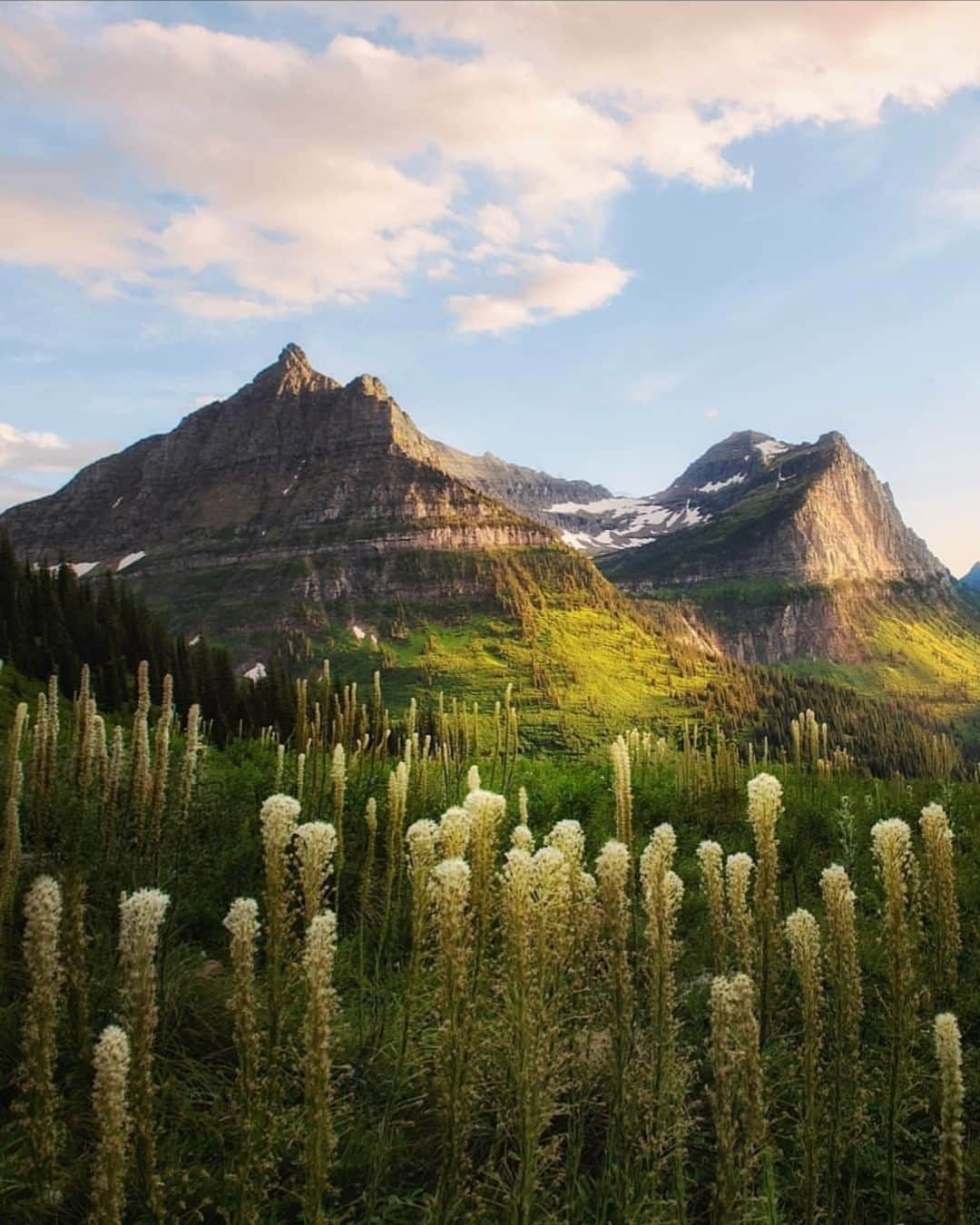 アメリカ内務省さんのインスタグラム写真 - (アメリカ内務省Instagram)「Evening light and mountain lines cast their spell of wonder at Glacier National Park in #Montana. Exploring the subalpine meadows and witnessing the spectacle of #wildflowers is a memory that lasts. Those pompoms made of white flowers come from a plant called beargrass and contribute significantly to #Glacier's summer charm. Sheep, deer, #elk and #mountaingoats are known to eat beargrass while you won't see any #bears eating it.  Perhaps the better-nickname for the plants would be bear pillows because bears use the leaves as denning material. Leaving the wildflowers alone not only abides by the park rules, but it means that you're making dreams come true -- for both visitors and bears. Photo @glaciernps courtesy of Kurtis Minster (@kurtisminster).」8月14日 8時45分 - usinterior