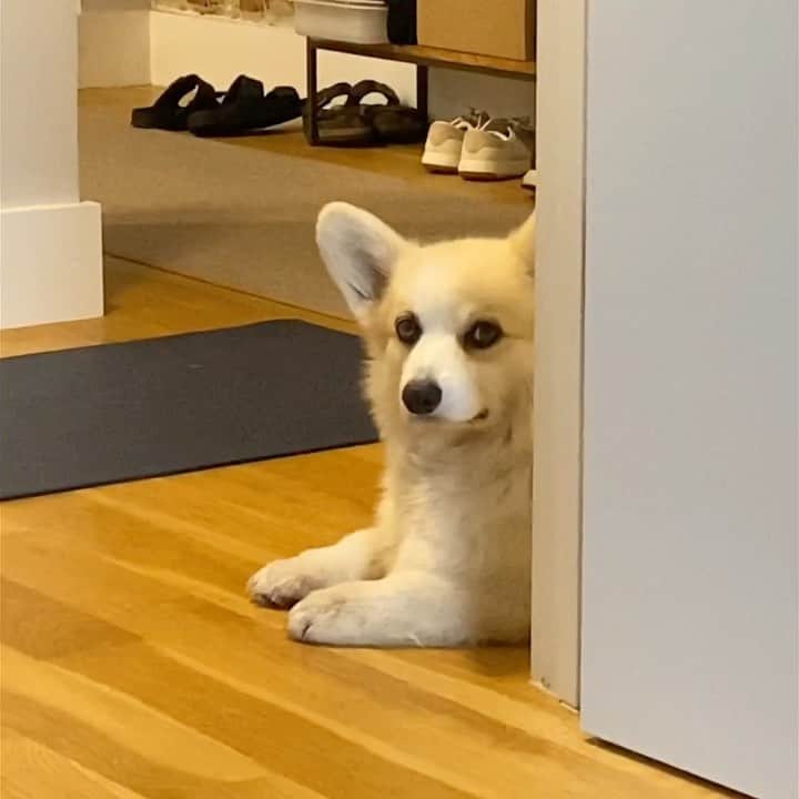 のインスタグラム：「🔈 Always watching 👀」