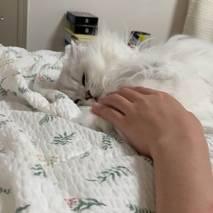 후추네큰언니のインスタグラム：「귀여워 🥰 . . . . . #후추  #고양이  #냥스타그램 #캣스타그램  #Hoochu #Hoochuthecat #cat #cats #catstagram #catsofinstagram #topcatphoto #bestmeow #ilovecat #cute #fluffy #petstagram #instacats」