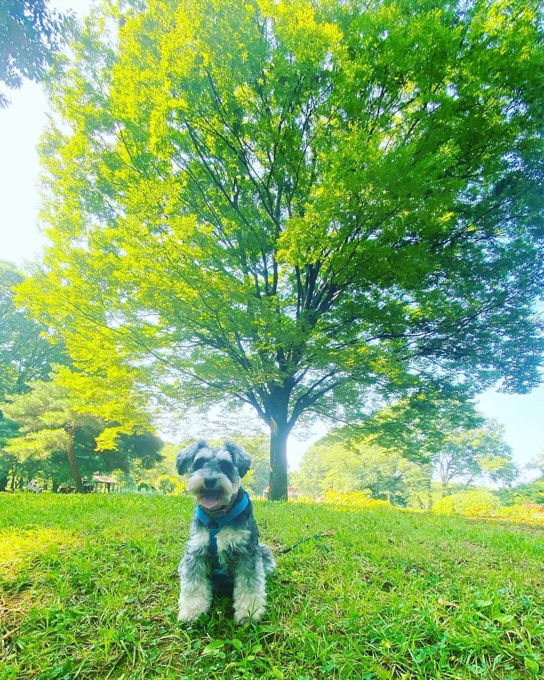 谷川じゅんじのインスタグラム：「Local tourism. 朝の地元観光。代々木公園経由リトルナップ時々虹。良い夏休みを。#mutsulannsora #summervibes #goodvibesonly #goodneighbors #tokyolife #thisistokyo #thisisjapan」