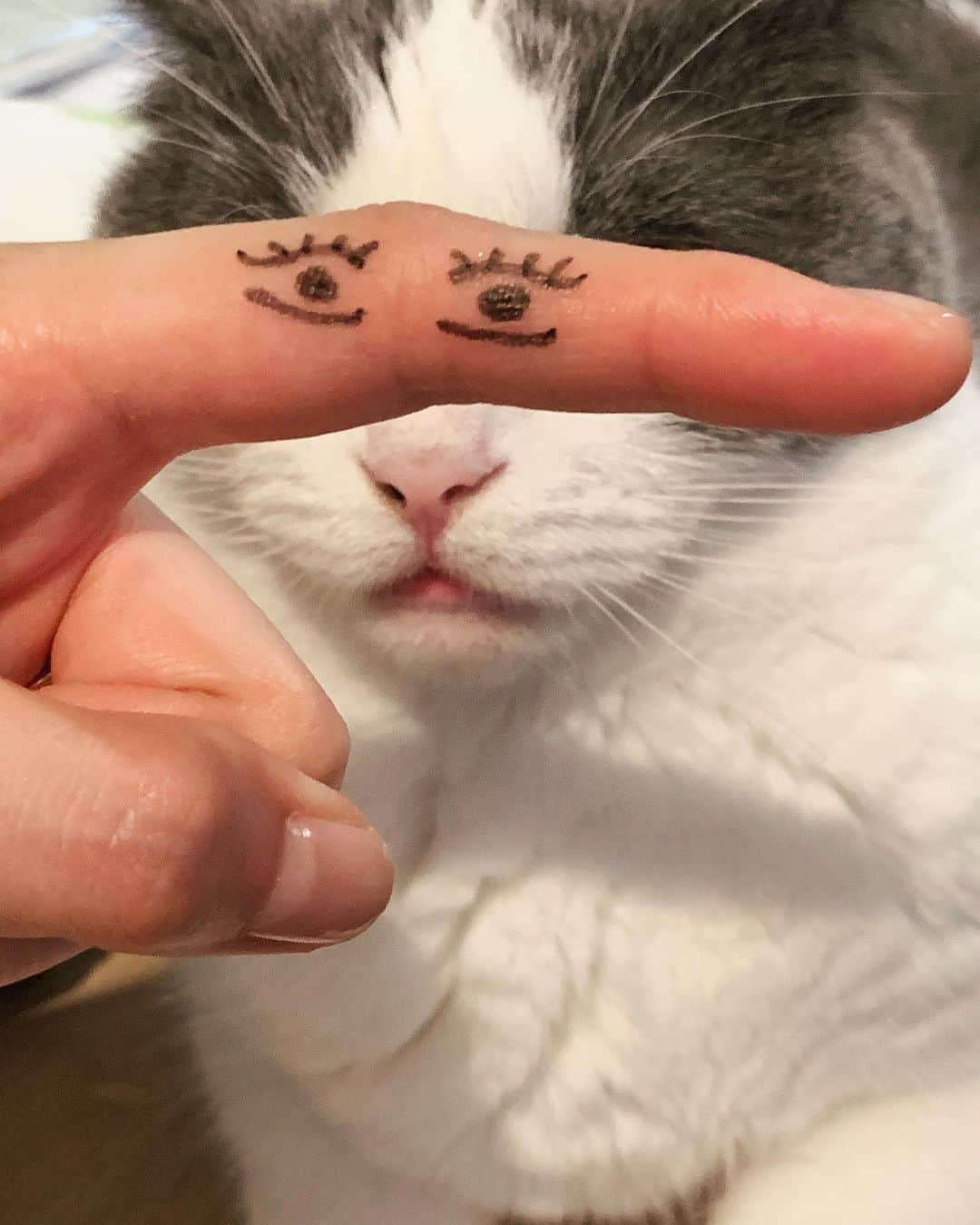 のインスタグラム：「respect @cat_chouchou 🥚🥚🥚」