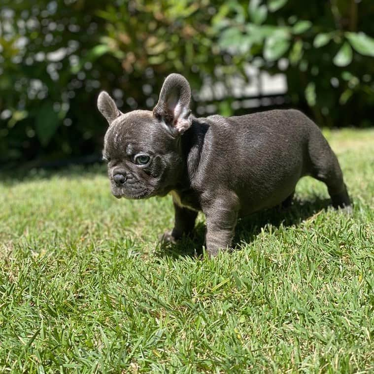 Oprahnbooのインスタグラム：「#frenchbulldog #frenchiesofinstagram #dogşoftheday #dogstagram #male#8weeksold #lovinghome #tag #share」