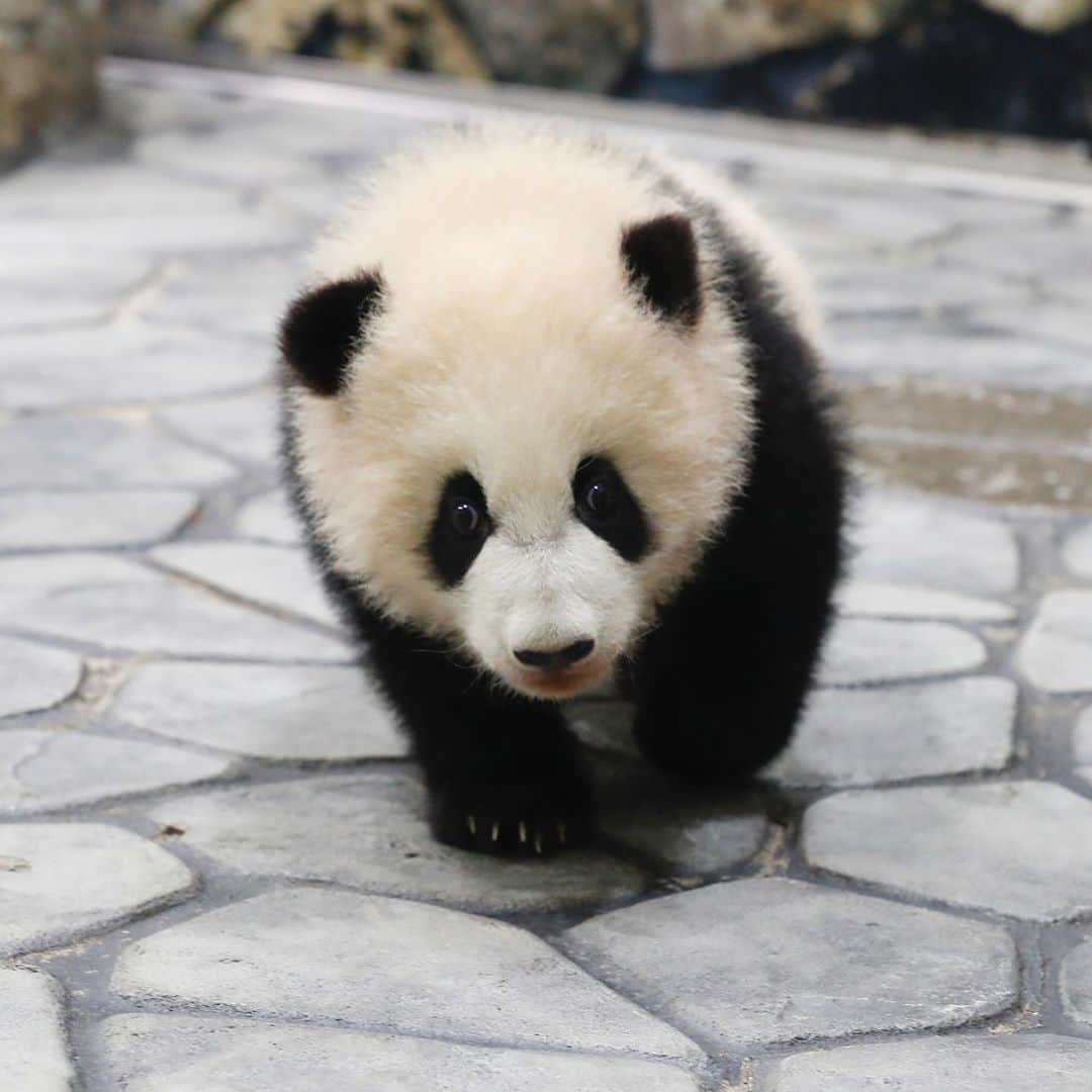パンダ（白浜）さんのインスタグラム写真 - (パンダ（白浜）Instagram)「2018.8.14.22:32 75g #彩浜 ❤️❤️❤️🌈🌈🌈 keep on panda life please #photography  #adventureworld  🐼😊🐼  #ADVENTUREWORLDPANDAS #baby #HELLOLITTLE #pandamental #hellopanda #ハローリトル #ハローパンダ #パンダグラビア #パンダ　and #panda #pandababy 🐼🐼🐼」8月14日 10時05分 - hellopanda_book