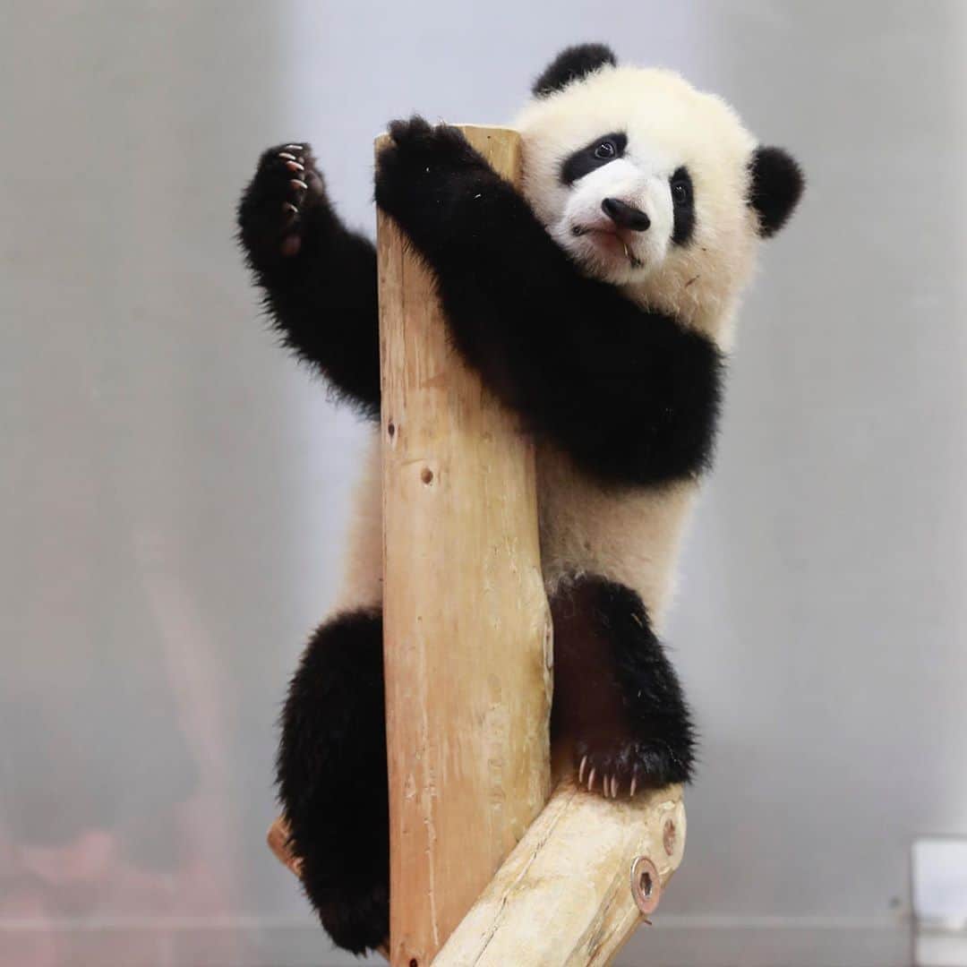 パンダ（白浜）さんのインスタグラム写真 - (パンダ（白浜）Instagram)「2018.8.14.22:32 75g #彩浜 ❤️❤️❤️🌈🌈🌈 keep on panda life please #photography  #adventureworld  🐼😊🐼  #ADVENTUREWORLDPANDAS #baby #HELLOLITTLE #pandamental #hellopanda #ハローリトル #ハローパンダ #パンダグラビア #パンダ　and #panda #pandababy 🐼🐼🐼」8月14日 10時05分 - hellopanda_book