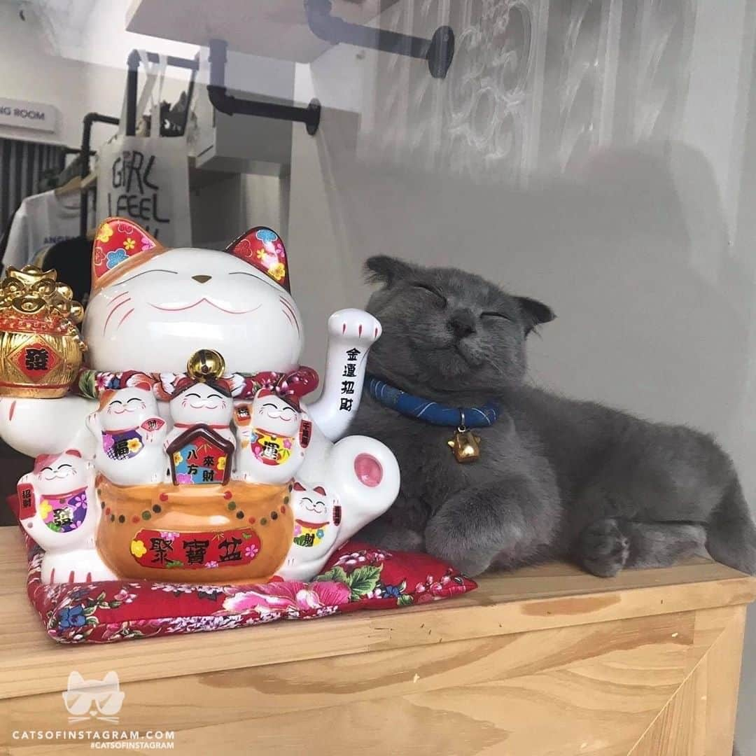 Cats of Instagramさんのインスタグラム写真 - (Cats of InstagramInstagram)「From @bi___bao: “Cười, 1 2 3  Sen vã quá rồi ráng cười lên xíu cứu nó” #catsofinstagram」8月14日 10時10分 - cats_of_instagram