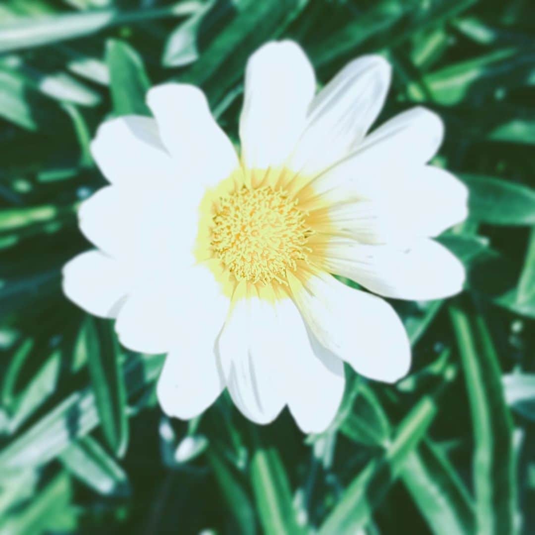 中野敬久さんのインスタグラム写真 - (中野敬久Instagram)「#flower #flowersoflife #white #hope #neighborhood」8月14日 10時16分 - hirohisanakano