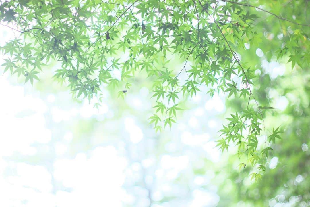のインスタグラム：「☁️ 2020.08.14 Fri #赤城自然園 の森の中 #モミジ からの 木漏れ日は心地良い😊 #心に花を  暑い日が続いてますが、 金曜日…今日も元気に🤗  location #群馬 📷撮影 2020年08月07日 #オールドレンズ 📷 #Minolta」