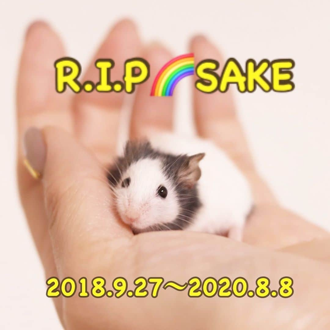 hamster_mocoのインスタグラム