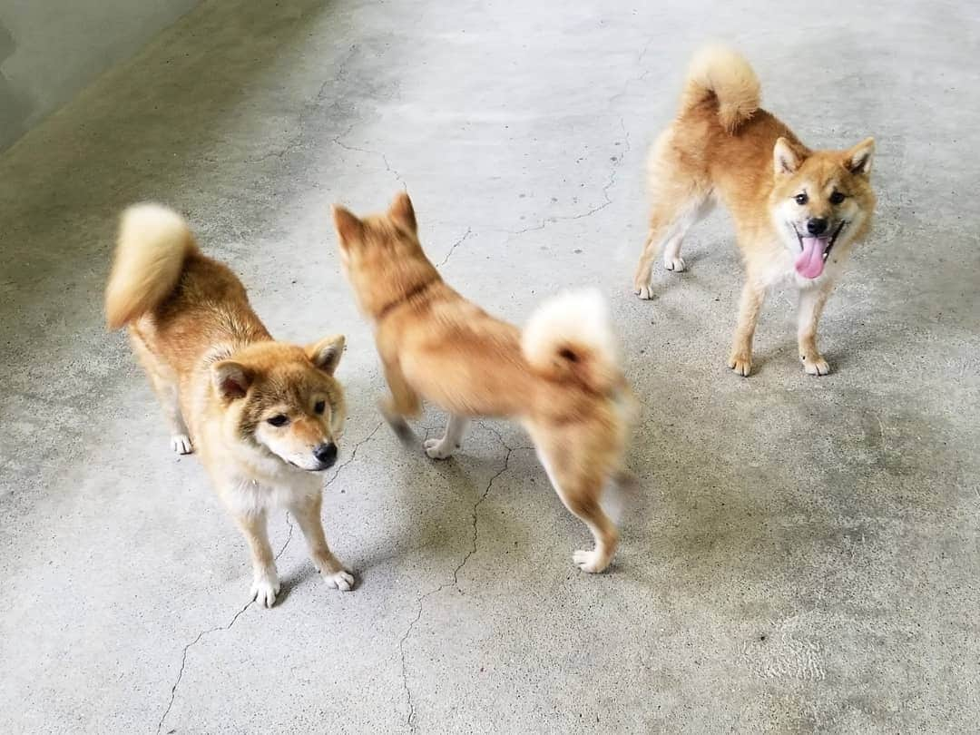 柴犬たま Shibainu Tamaさんのインスタグラム写真 - (柴犬たま Shibainu TamaInstagram)「ウニ動じず…﻿ これもたまーば譲りか🤔﻿ ﻿﻿﻿ Caption trans🇬🇧﻿﻿﻿ Uni does not move…﻿ Is this also inherited from Tama?🤔﻿ ﻿﻿﻿ #たま家族 #柴犬ミケ #ミケママ #柴犬コイ #柴犬トロ #柴犬ウニ #おしゅし兄弟 #仲良し親子 #笑顔 #かなりひし形 #カモメ眉毛 #カモメ眉 #ハートマーク﻿ #柴犬 #shiba #shibainu #shibastagram #犬 #dog #柴犬子犬 #子犬 #shibapuppy #shibainupuppy #puppy #多頭飼い」8月14日 11時22分 - tama7653