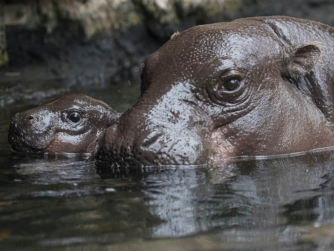 San Diego Zooのインスタグラム