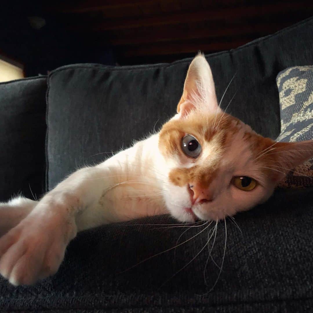 のインスタグラム：「The best evening TV companion 🐈」