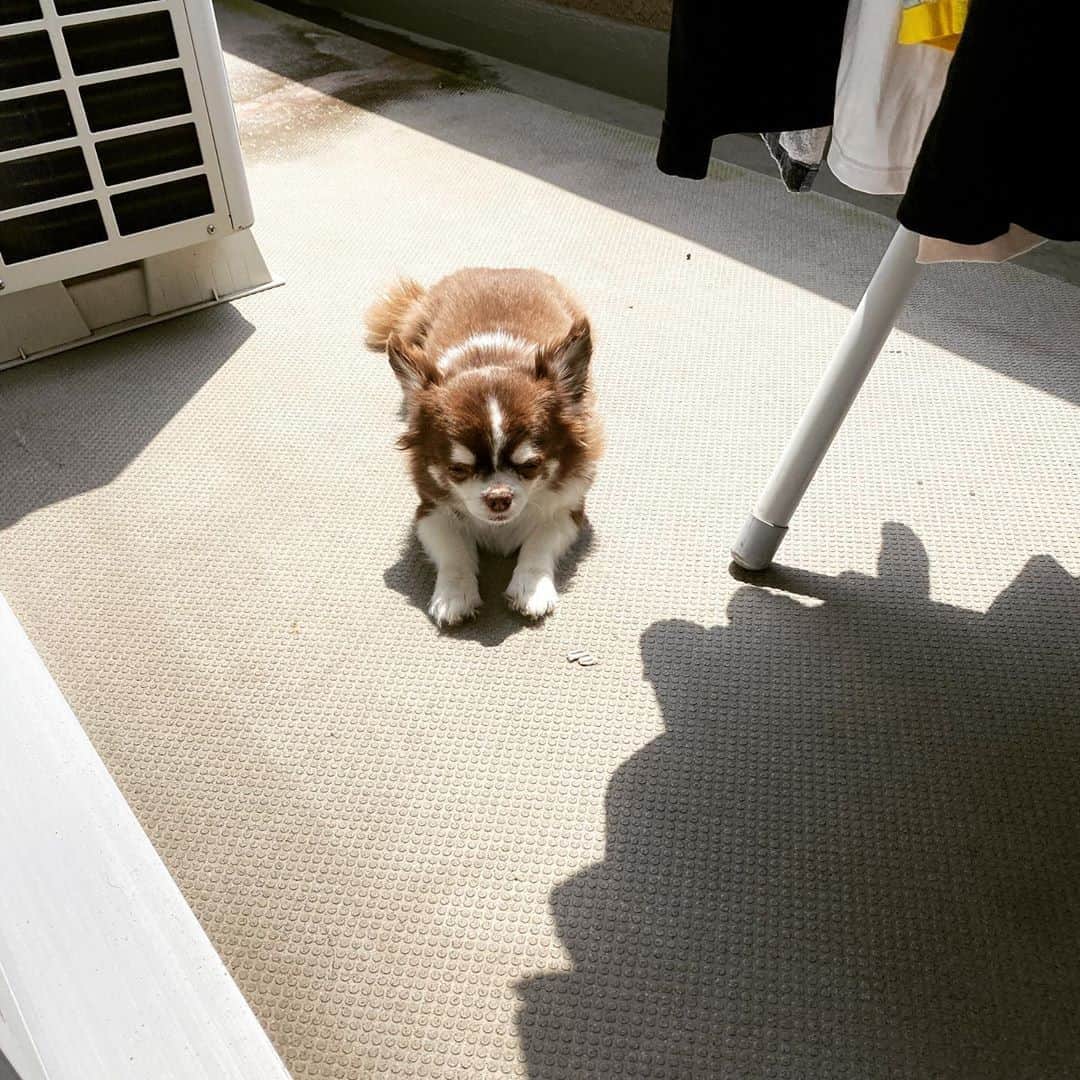 こまけいこのインスタグラム：「洗濯物干しにベランダ出たらワンコがついてきて日焼けしてた。  めちゃくちゃ暑いよ💦 即回収した。」