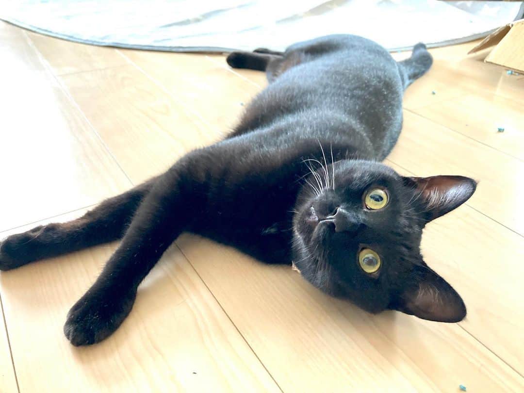 しおやてるこさんのインスタグラム写真 - (しおやてるこInstagram)「暴れ散らかして休憩中 #黒猫」8月14日 11時58分 - shiochin1129