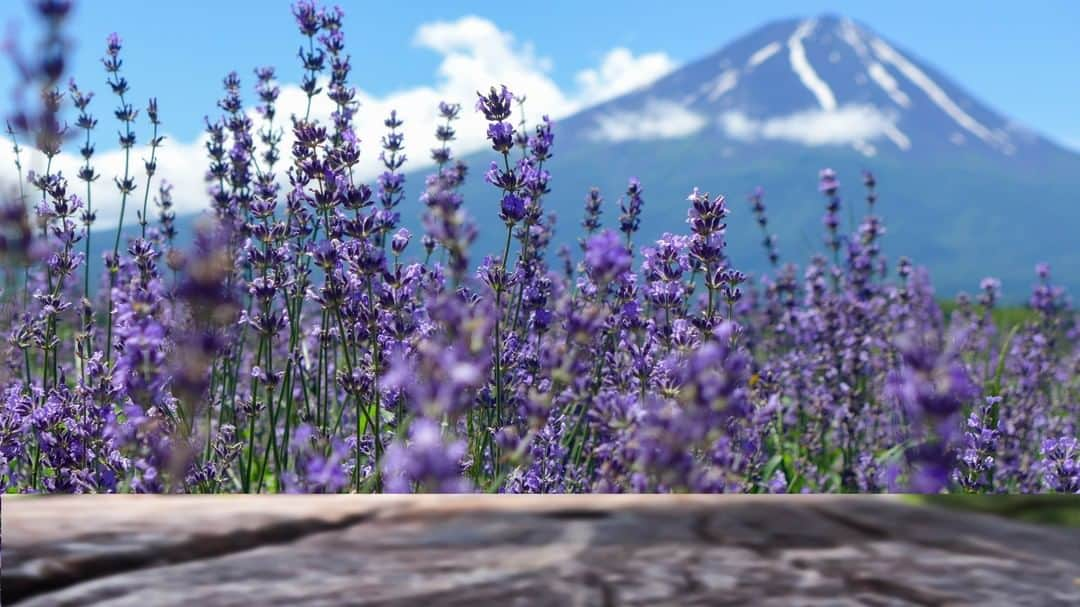 THE GATEのインスタグラム：「【 Highland Furano Lavender Fields// #Hokkaido 】 Highland Furano Lavender Fields are in Furano city, central Hokkaido.  l This accommodation with hot springs is a great central location for Furano sightseeing. l Around the hotel surrounded by a wide forest, is a spreading vista of lavender fields so expansive that it is nicknamed the "Lavender Ocean”, and known as the largest lavender field in the Furano region. . ————————————————————————————— ◉Adress Shimanoshita, Furano City, Hokkaido Prefecture ————————————————————————————— Follow @thegate.japan for daily dose of inspiration from Japan and for your future travel.  Tag your own photos from your past memories in Japan with #thegatejp to give us permission to repost !  Check more information about Japan. →@thegate.japan . #japanlovers #Japan_photogroup #viewing #Visitjapanphilipines #Visitjapantw #Visitjapanus #Visitjapanfr #Sightseeingjapan #Triptojapan  #粉我 #Instatravelers #Instatravelphotography #Instatravellife #Instagramjapanphoto #lavenderfields #라벤더축제  #薰衣草 #lavandaflower #campodelavanda #薰衣草田 #라벤더밭 #furano #furanohokkaido #furanojapan #hokkaidosgram #hokkaidotrip #highlandfurano」