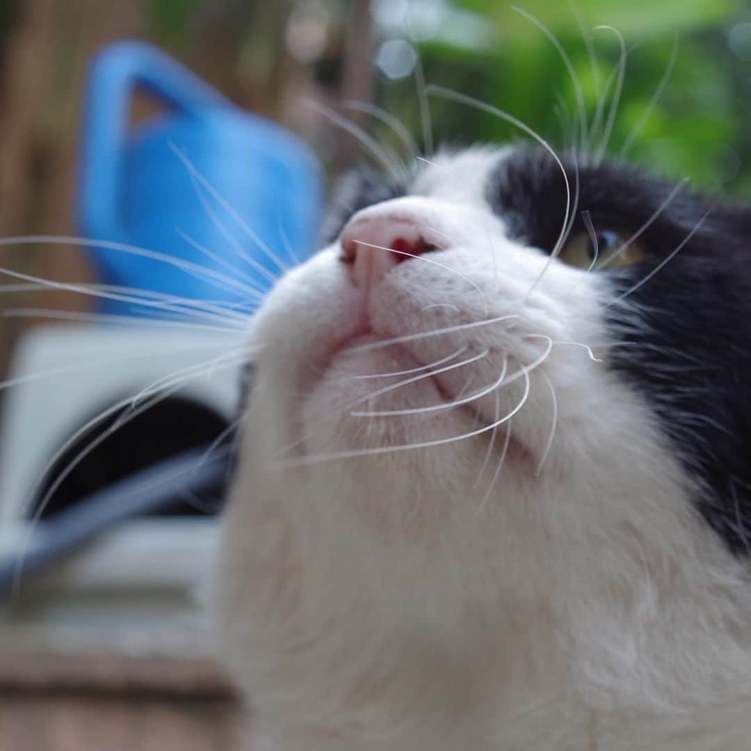 Kachimo Yoshimatsuさんのインスタグラム写真 - (Kachimo YoshimatsuInstagram)「おはようイカスミ Good Morning Ikasumi! ペロペロ  今朝は一眼レフ35mm単焦点レンズで撮りました。  #うちの猫ら #ikasumi #sotononekora #猫 #ねこ #cat #ネコ #catstagram #ネコ部 http://kachimo.exblog.jp」8月14日 13時19分 - kachimo