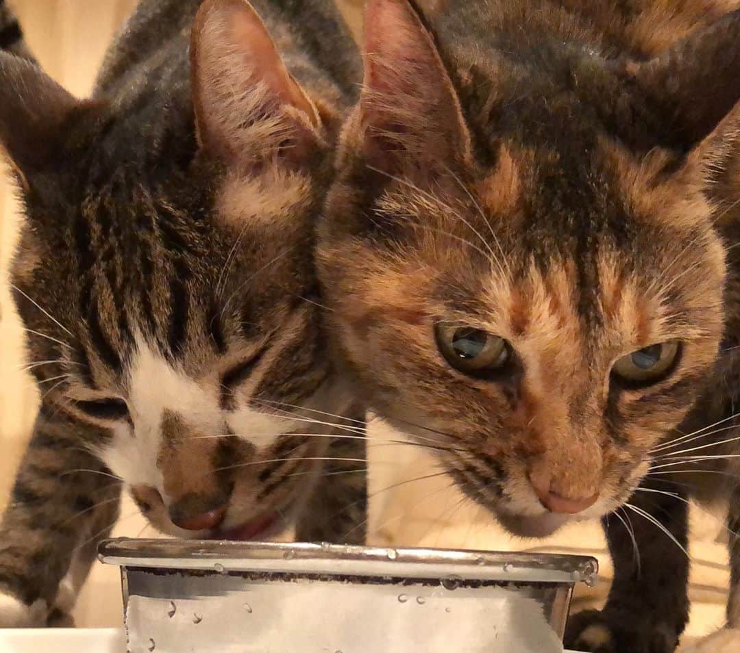 南早苗のインスタグラム：「水飲みタイム。 きょうだい仲良くこまめに水分補給😸  #猫　#cat #ねこすたぐらむ  #catstagram  #猫生活　#猫のいる暮らし  #多頭飼い　#ねこすきさんと繋がりたい  #熱中症対策　#一つの器に入ったお水を分け合う　#いっぱいのかけそば的な  #きょうだい愛　#左のみいくんはテレビのミルクボーイが気になる模様」