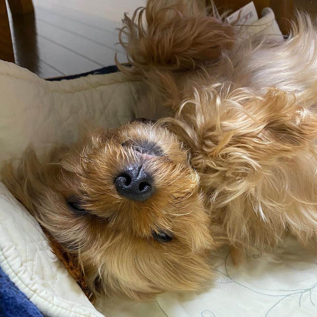 のインスタグラム：「野生を忘れた犬の姿  るーたんは時々 -寝言を言ったり -豪快なイビキをかいてみたり -寝ぼけて突然パッと起きて『ここはどこ？』って顔してみたり -お口むしゃむしゃして、ごっくんして、美味しいもの食べている夢みたり -寝ながら突然ニコニコ笑ってみたり 自由でいいねぇという生活をしていて たまに犬だということを忘れてしまいます。  #yorkie #yorkshireterrier #ヨーキー #ヨークシャテリア」
