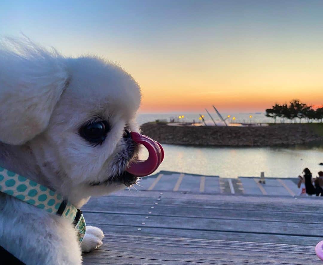 こなつのインスタグラム：「🐶Sunsetにーず🌅💛🧡⛵️」