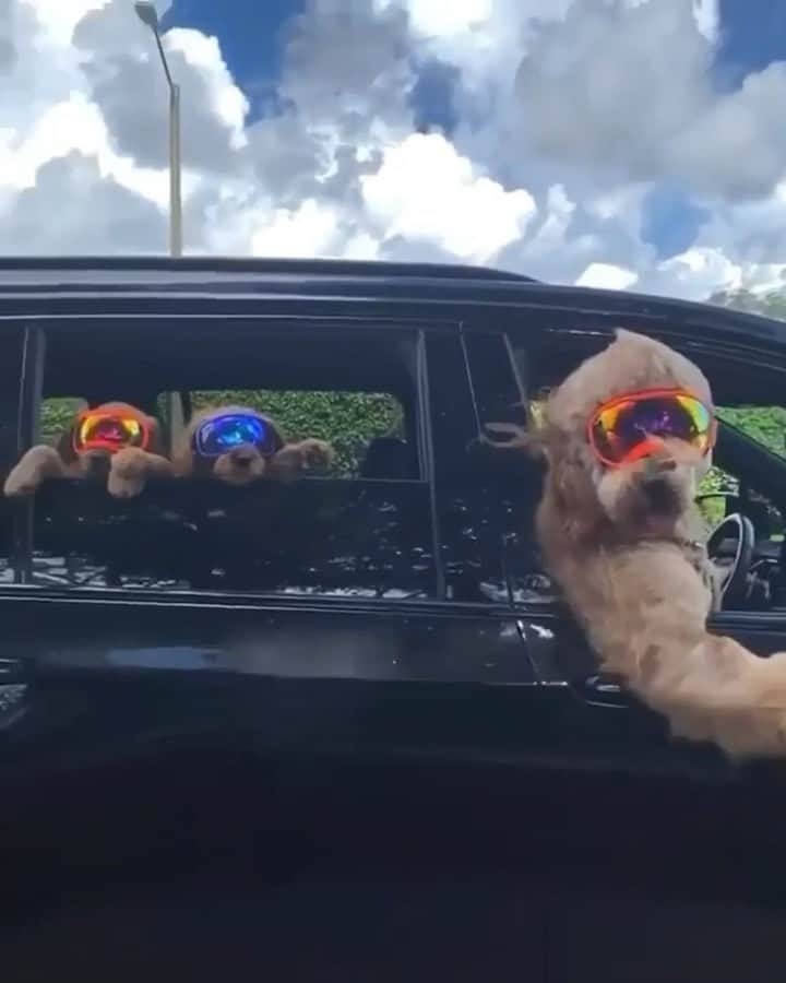 Showtekのインスタグラム：「Where are they going?? 😂😂」