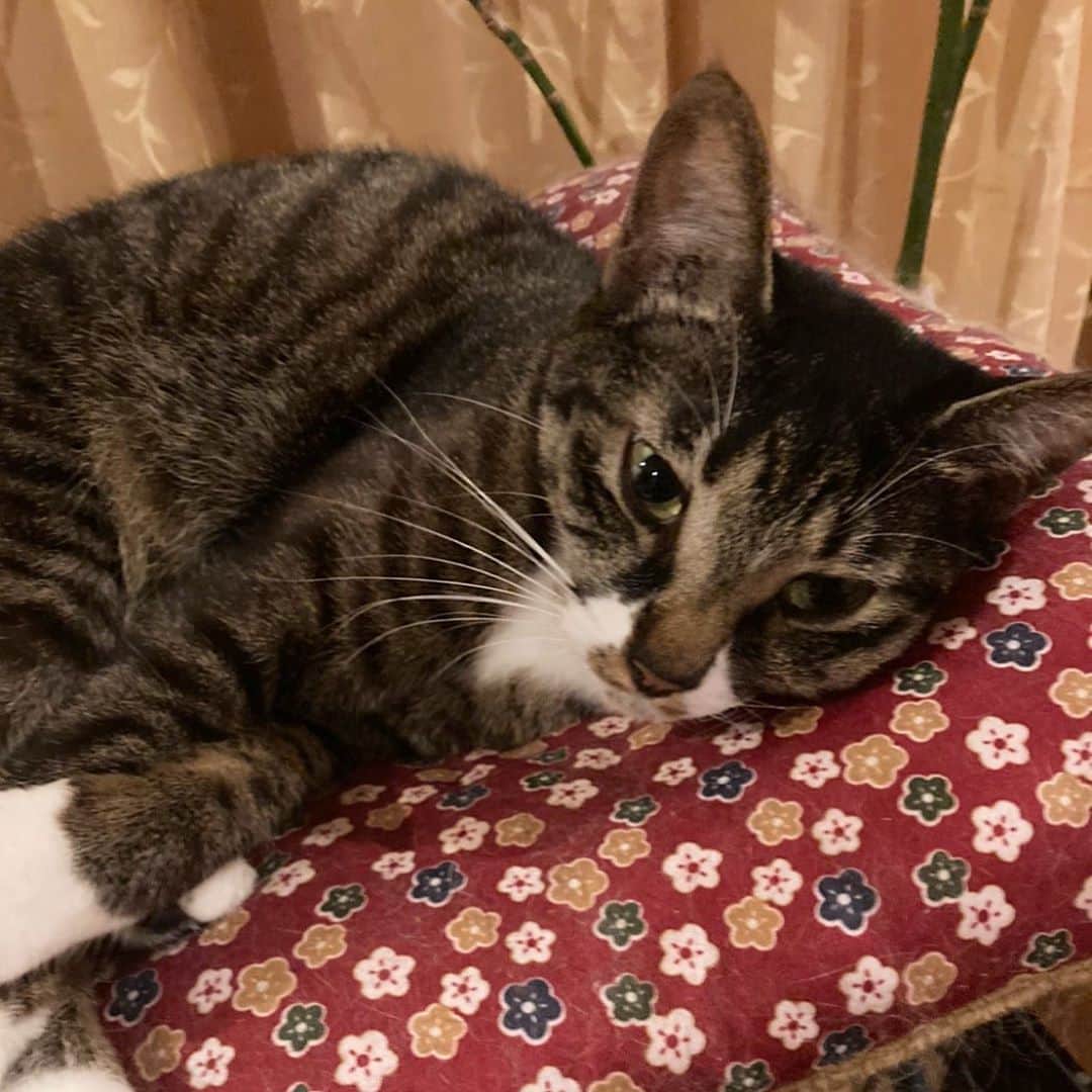 takegaeruのインスタグラム：「いい子にしててねん おやすみにゃさい🌙 #goodnight  #猫 #cat #よもねこ #よもぎねこ #キジトラ #きじとら」
