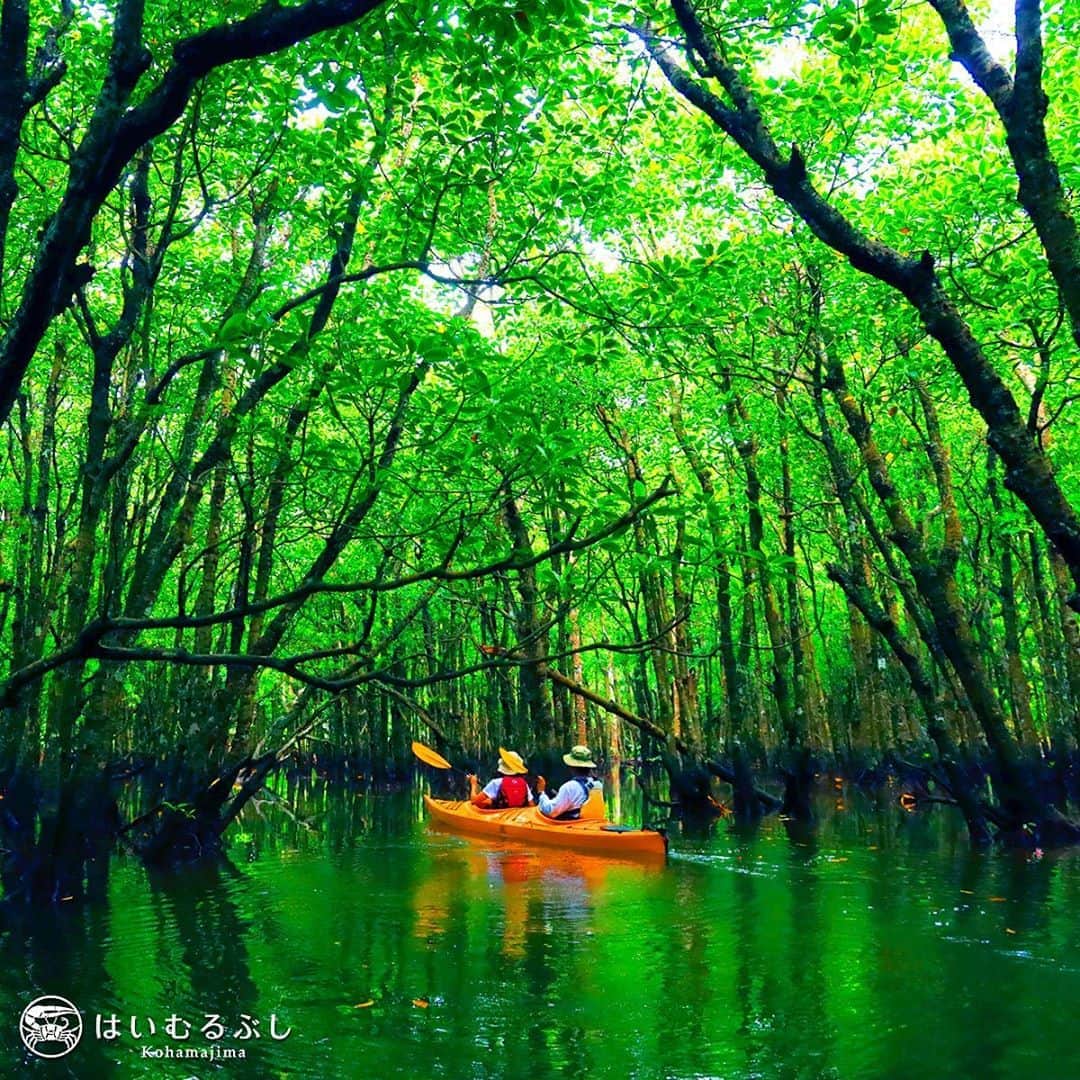 HAIMURUBUSHI はいむるぶしさんのインスタグラム写真 - (HAIMURUBUSHI はいむるぶしInstagram)「小浜島・はいむるぶしから癒しの風景をお届けします。 国の天然記念物に指定されている「仲間川天然保護区域」。 国内最大のマングローブ林を手漕ぎのカヤックで巡りながら心も体もリフレッシュできます。 #沖縄 #八重山諸島 #西表島 #マングローブ #カヤック #探検 #リフレッシュ #小浜島 #リゾート #ホテル #はいむるぶし」8月14日 23時24分 - haimurubushi_resorts
