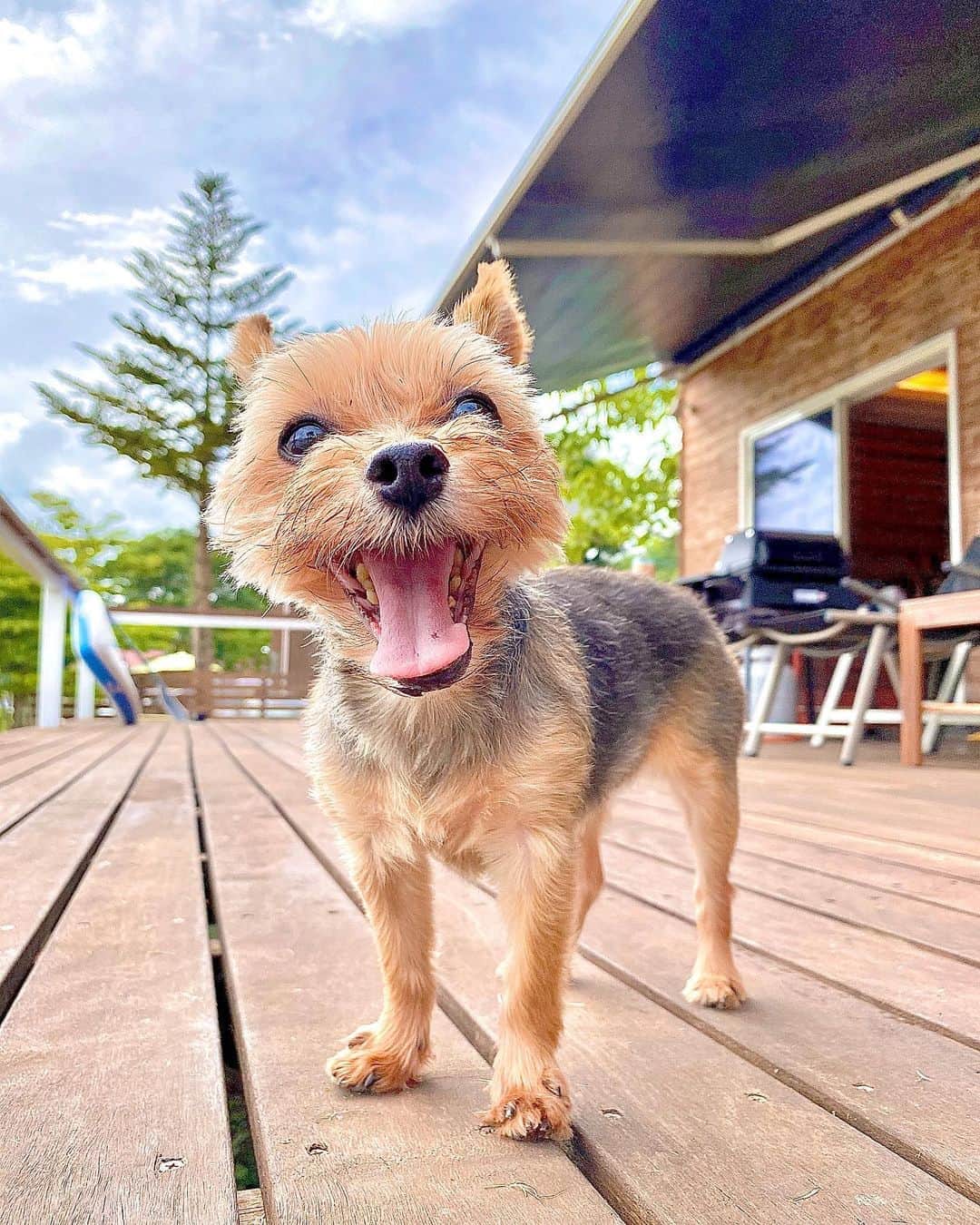 ririさんのインスタグラム写真 - (ririInstagram)「満面の笑み😆💕  リボンの幸せは あたしの幸せ💕  #love #dog #家族 #yorkie」8月14日 23時28分 - riri.ribon