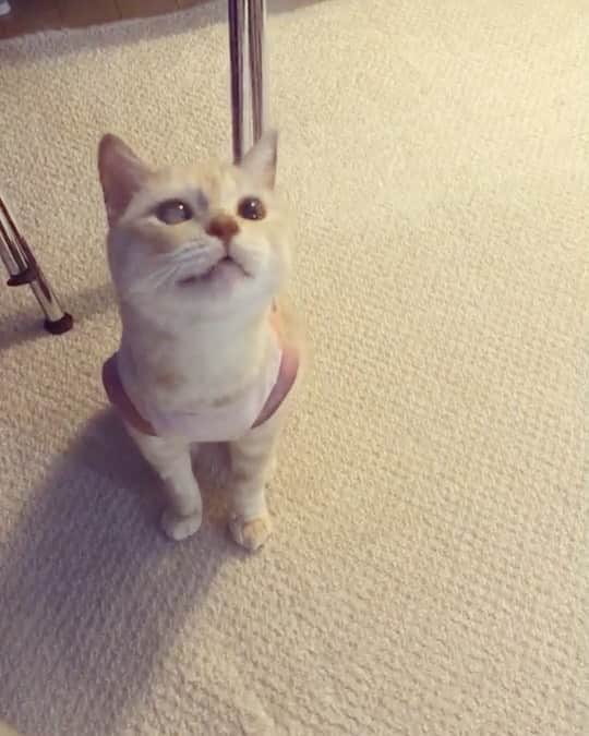 ruiruiのインスタグラム：「福ちゃんは元気です（2020/08/14） . . 妹にいじられる福ちゃん（妹撮影の動画です） 水曜日に4回目の抗がん剤治療を受けてきた福ちゃん。 治療直後は寝ている事が多いですが、目立つ副作用もなく穏やかに過ごせてます。 . . いつもたくさんのコメントをありがとうございます🙏🏻 . . Fuku-chan has been treated with anti-cancer drugs after radiation therapy. Wearing clothes to protect the treated area. . . #抗がん剤治療 #皮膚型リンパ腫 #リメイク #手作り術後服 #福ちゃんは耳が聞こえない #福ちゃんは人間大好き #右目失明 #元野良猫 #保護猫 #猫 #にゃんこ #にゃんすたぐらむ #ねこ #茶トラ #ねこ部 #ふわもこ部 #ペコねこ部 #pecocat #mofmo #deafcat #cute #cat #cats #catlover #catstagram #instacat #Instagramcats #ilovemycat  #catsofinstagram #catstagram_japan」