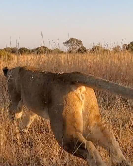 Kevin Richardson LionWhisperer のインスタグラム