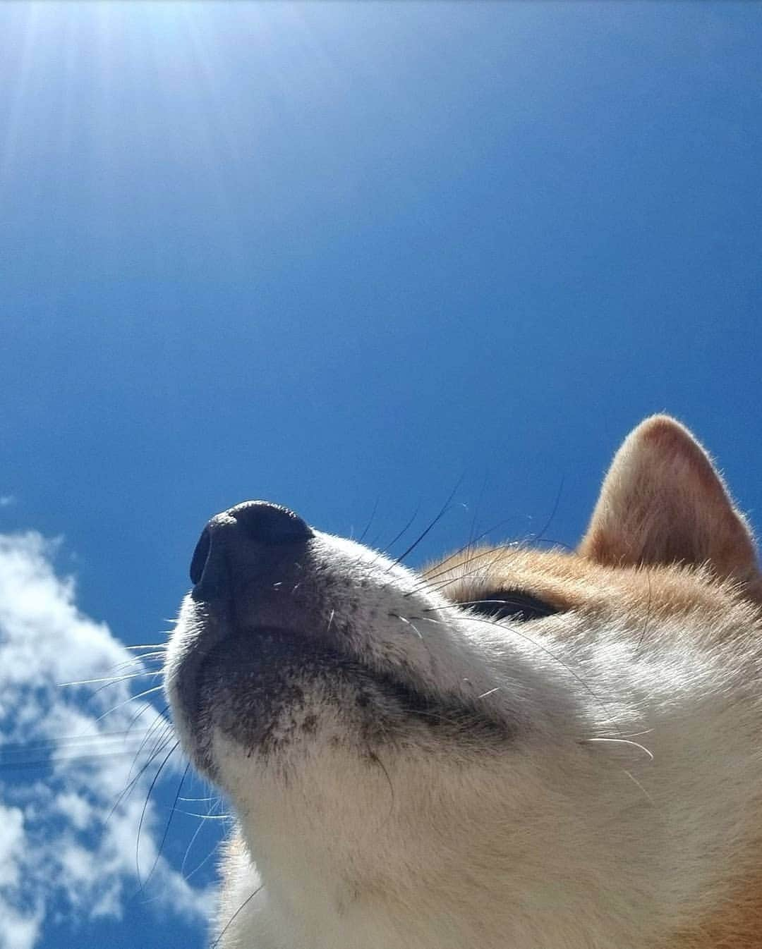 柴犬たま Shibainu Tamaのインスタグラム