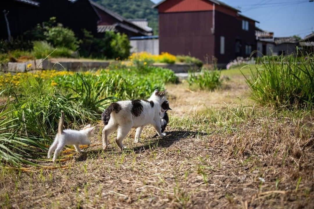 NEKOくらぶさんのインスタグラム写真 - (NEKOくらぶInstagram)「*⠀ @haniyan0821 さんの作品ですにゃ（＝ΦωΦ＝）⠀ *⠀ いいね！＆コメント大歓迎！！⠀ *⠀ #nekoclub #NEKOくらぶ #Japan #Photo #写真 #日本 #cat #ネコ #ねこ #猫 ⠀ Follow: @nekoclub_jpn⠀ *⠀ ▼【廣済堂出版共同企画】NEKOくらぶの皆さまとつくる「NEKOくらぶ写真集」、発売中♪（＝ΦωΦ＝）⠀ ※詳細は本アカウント「 @nekoclub_jpn 」のプロフィールに固定しているハイライトから⠀ *⠀ ※皆様、政府、自治体など公的機関の指示に従った行動をお願いします。⠀ 東京カメラ部および分室では、写真を「見る楽しみ」を提供することを通して、微力ながら皆様にわずかな時間でも癒しをお届けしたいと思っております。⠀ ※本アカウントは東京カメラ部がFacebook、Instagramのサービスを利用して運営しているもので、Facebook社・Instagramとは一切関係ありません。」8月14日 16時00分 - nekoclub_jpn