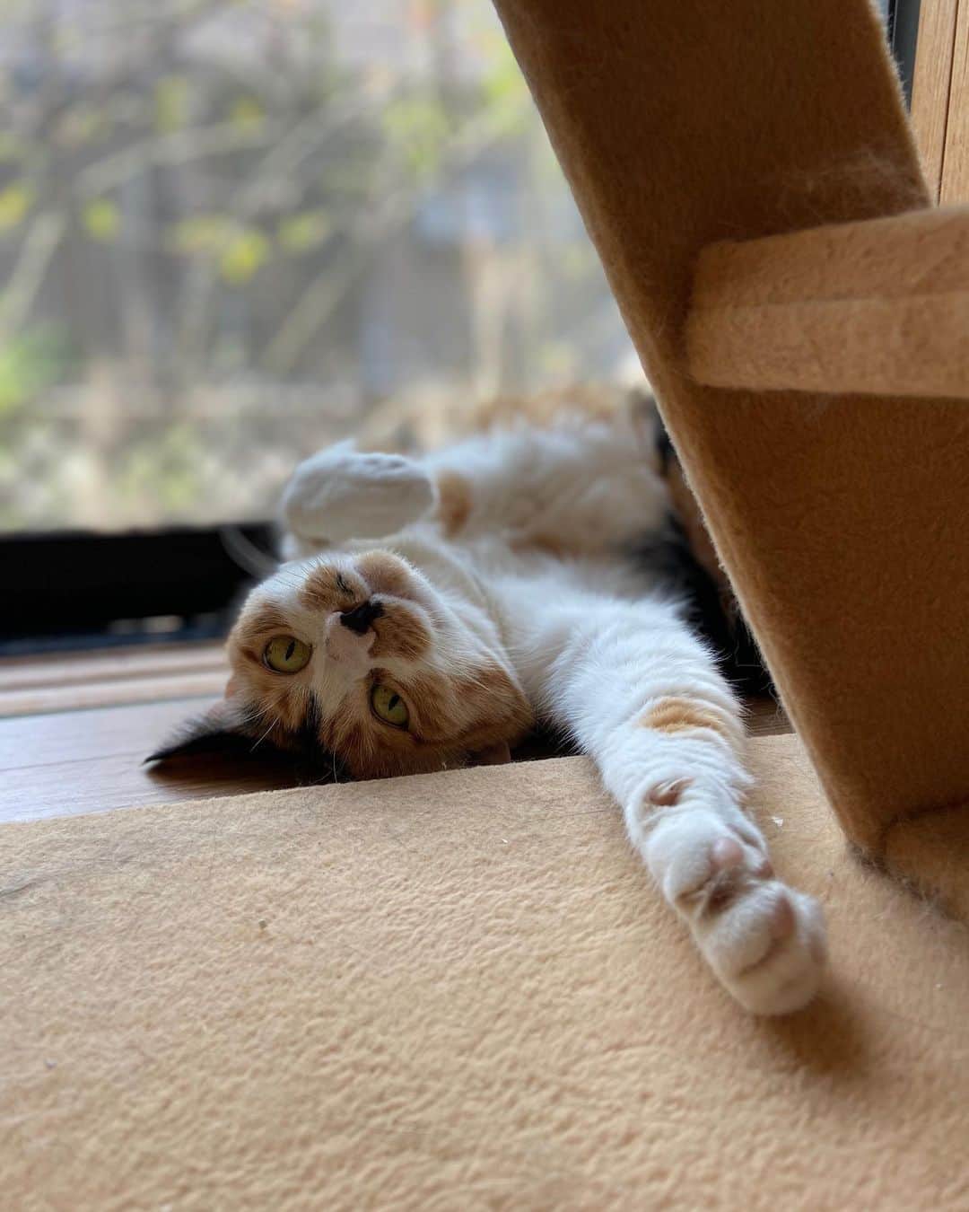 蓮沼千紘さんのインスタグラム写真 - (蓮沼千紘Instagram)「やんごとなき猫はクーラーの効いた部屋で涼みながらあえて日当たりの良い場所でポカポカする。 両方をおこなう、これだらけることにおける美徳にゃりよ〜🐾」8月14日 16時06分 - knitchihiro
