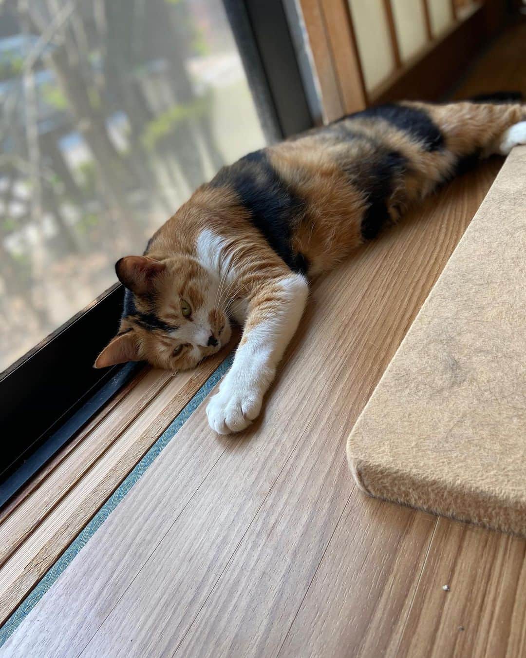 蓮沼千紘さんのインスタグラム写真 - (蓮沼千紘Instagram)「やんごとなき猫はクーラーの効いた部屋で涼みながらあえて日当たりの良い場所でポカポカする。 両方をおこなう、これだらけることにおける美徳にゃりよ〜🐾」8月14日 16時06分 - knitchihiro
