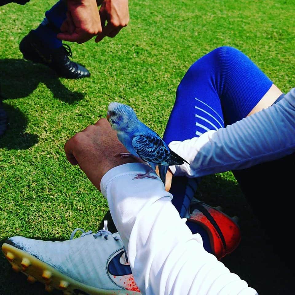 高萩洋次郎さんのインスタグラム写真 - (高萩洋次郎Instagram)「迷子のお知らせ  小平での練習中に天使が舞い降りました。  幸せの青い鳥です。  迷子だと思うので飼い主さんが見つかるといいです。  #fctokyo  #インコ #迷子」8月14日 16時07分 - yojiro_08