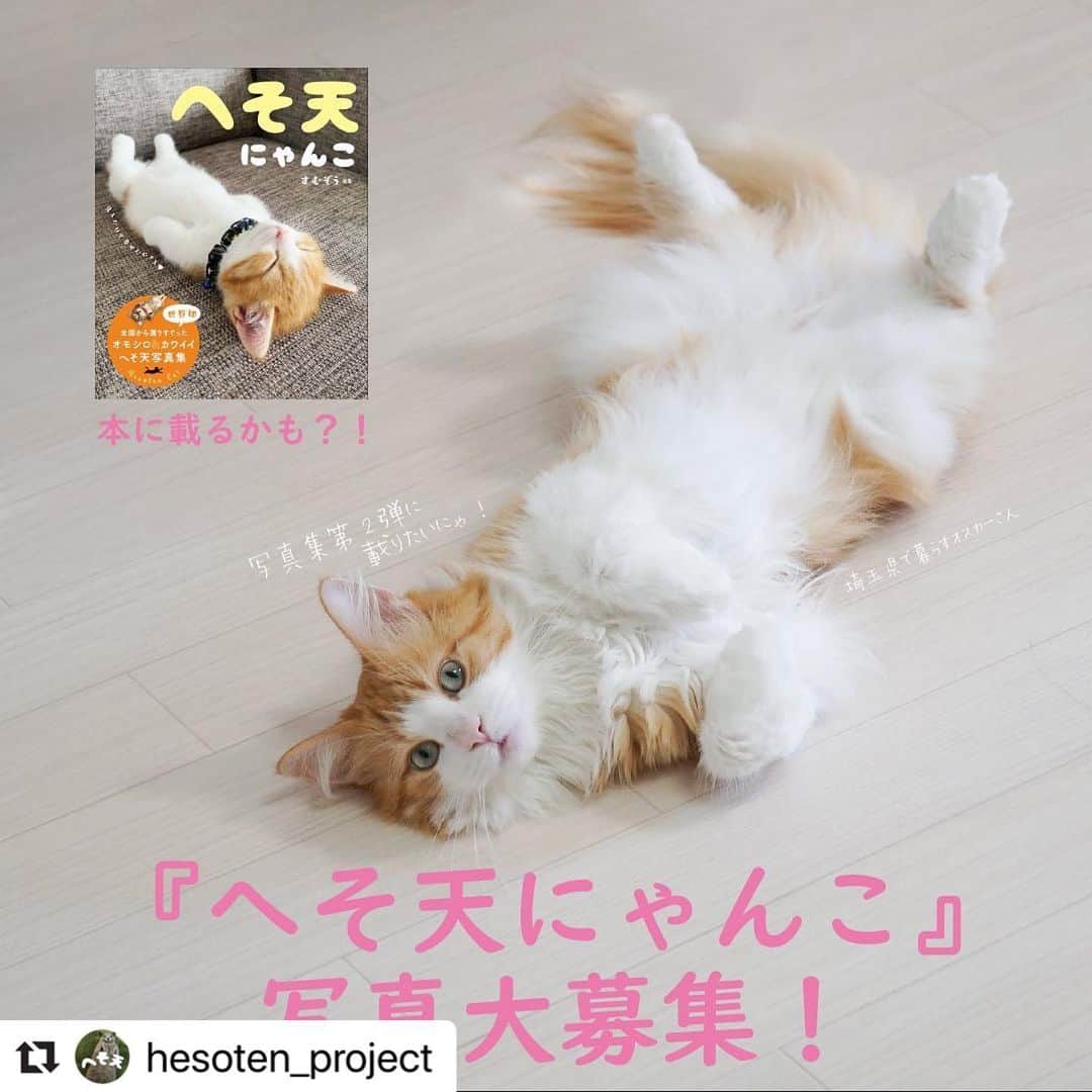 三笠書房のインスタグラム：「『へそ天にゃんこ』第二弾の写真を大募集！ あなたの愛猫が写真集に掲載されるチャンスです❣️ 11月30日まで。ぜひご応募お待ちしています。  写真の猫をタップすると、へそ天プロジェクトのインスタグラムに飛べます。  #Repost @hesoten_project with @make_repost ・・・ . . @hesoten_project 主催 『へそ天にゃんこ』写真大募集！ 　 世界初へそ天写真集『へそ天にゃんこ』は、全国書店にて発売され、猫好きの皆さまより「癒される！」と大好評をいただいております。 　 このたび、第２弾写真集の発刊を目指しまして、『へそ天にゃんこ』写真を大募集します！ 　 応募写真は、第２弾写真集に掲載されたり、写真展で展示されたりなどのチャンスがあります！！ 　 多数のご応募を心よりお待ちしております！　猫好きなお友だちにもぜひご紹介下さい！ 　 シェア・拡散大歓迎！ 　 　 ☆公募内容は、本記事の写真２〜４ページをご覧ください。  ★複数枚のご応募も可能です。 ★１回の投稿に複数枚の掲載も可能です。  　 ☆詳細は「へそ天プロジェクト公式ページ」　 https://www.hesoten.jp  をご覧下さい！ （プロフィールよりリンクしています。） 　　 ☆『へそ天にゃんこ』写真集　大好評発売中！  #へそ天にゃんこ写真集に載りたいにゃ」