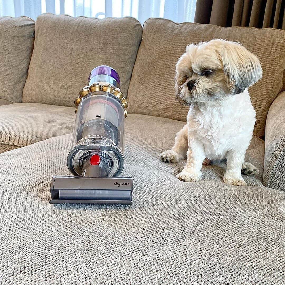 Dysonさんのインスタグラム写真 - (DysonInstagram)「Engineered with pets in mind. The Dyson V11™ vacuum rapidly transforms to a handheld with a Mini-motorised tool, designed to pick up hair and ground-in dirt. So you can clean as and when you need to and your pet can quickly resume their spot on the sofa.  @franky_goes_to_dogywood. Share your own pet cleaning tips and pictures by tagging #PetsofDyson and @Dyson. #dyson #dysonhome #vacuum #vacuumcleaner #pets #pethair #pethaireverywhere」8月14日 16時16分 - dyson