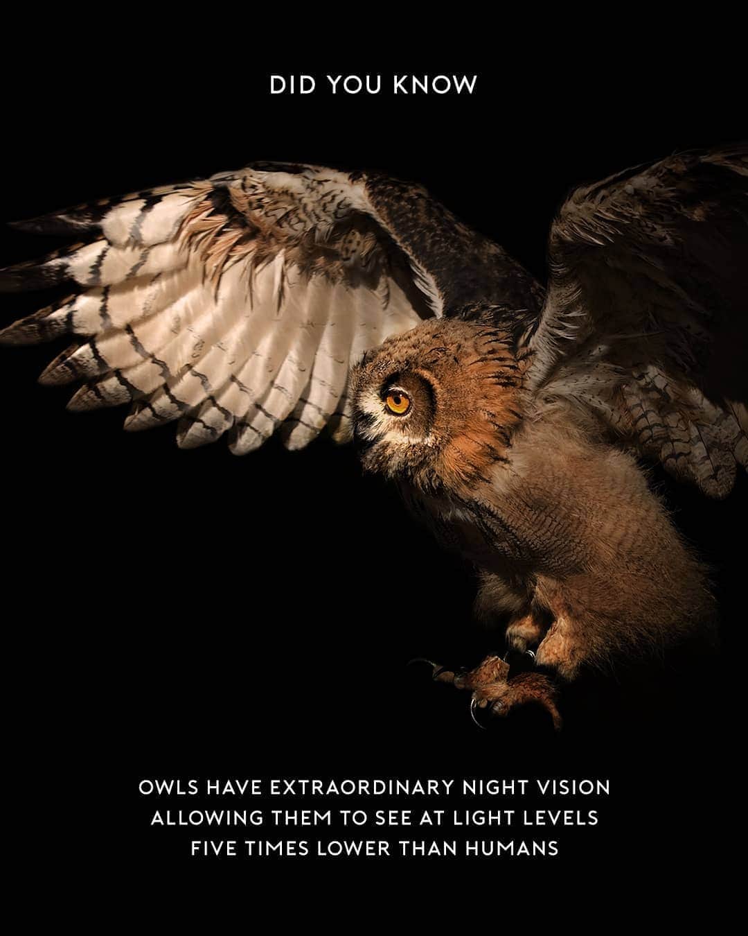 Canon Asiaさんのインスタグラム写真 - (Canon AsiaInstagram)「What if our cameras could see as much as an owl in low light? We’d get to capture moments we might have missed. • Well, it’s time to come out of the dark with the new EOS R6 that comes packed with an ISO of up to 102400 and low luminance AF sensitivity of up to EV -6.5. You can now capture images in even the most dimly lit situations. Combined with its DIGIC X’s noise reduction capabilities, you get to turn the darkest moments into crisp, clear and bright photos. • Born To Rule Them All. • #canonasia #EOSR6 #CanonEOSR6 #mirrorless #fullframe #canongear #borntorule」8月14日 16時36分 - canonasia