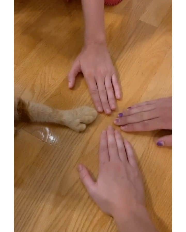 Pleasant Catsのインスタグラム：「Omg! He finger is so cute😭 From uniqueusername69haha - on tiktok  #pleasantcats」