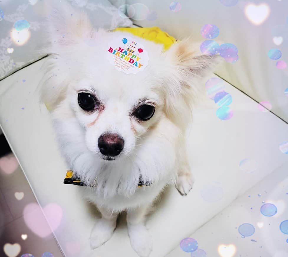 若月雅さんのインスタグラム写真 - (若月雅Instagram)「🎈2020.08.10🍰 Happy Birthday CIEL🐶💕 . . #7歳おめでとう #長生きしてね🐶  #Chihuahua #愛犬　#夏生まれ」8月14日 16時51分 - miyabi.w_0911