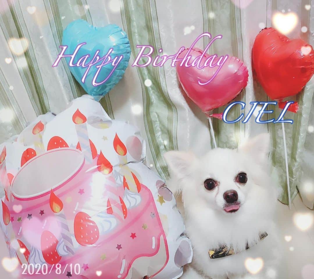 若月雅さんのインスタグラム写真 - (若月雅Instagram)「🎈2020.08.10🍰 Happy Birthday CIEL🐶💕 . . #7歳おめでとう #長生きしてね🐶  #Chihuahua #愛犬　#夏生まれ」8月14日 16時51分 - miyabi.w_0911