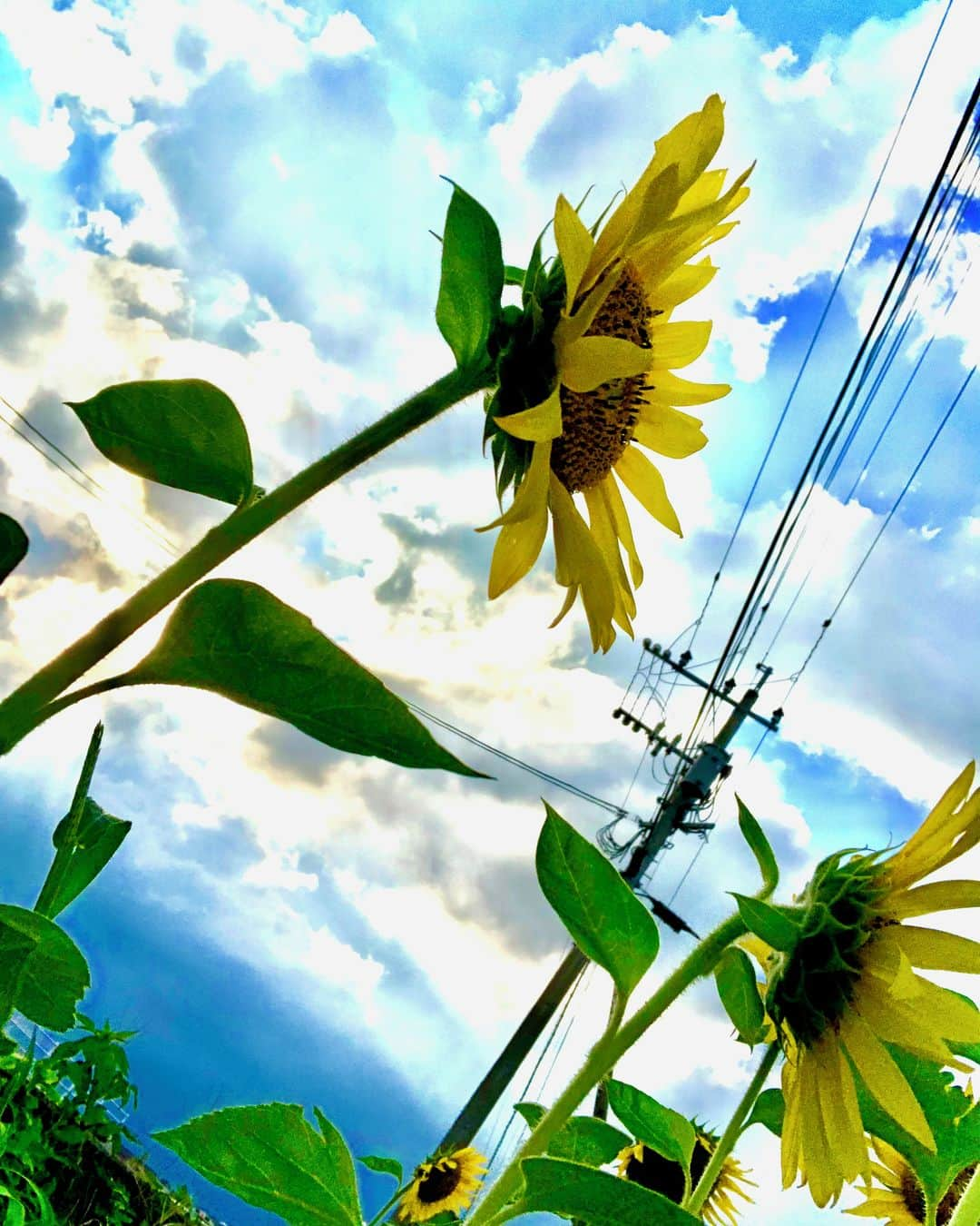 九州電力さんのインスタグラム写真 - (九州電力Instagram)「空に向かって伸びるひまわりと電柱⚡⁣ .⁣ 空の青さと鮮やかなひまわりの黄色は、夏を感じさせてくれます🌻⁣ .⁣ 📍長崎県雲仙市⁣ .⁣ ※写真は過去に撮影されたものです。⁣ 気兼ねなくお出かけできる日が来るまで、お届けする九州の風景が、皆さまの元気や癒しになれば幸いです🍀⁣ 九電グループでは、「あしたプロジェクト～あしたを、しんじて、たすけあおう〜」を展開しています。詳しくは、HPをご覧ください✨⁣ .⁣ #九電 #kyuden #九州の灯り #九州ぐらむ #広がり同盟 #九州旅行 #九州 #九州愛 #kyushu #長崎 #nagasaki #ながさき #電柱 #電線 #ひまわり #ヒマワリ #向日葵 #sunflower #ひまわり畑 #はなまっぷ2020 #はなまっぷ #はなすたぐらむ #はなふぉと #空と花 #夏空 #夏の風物詩 #日本の風景 #お写んぽ #tripgramjp #あしたプロジェクト」8月14日 17時00分 - kyuden_official