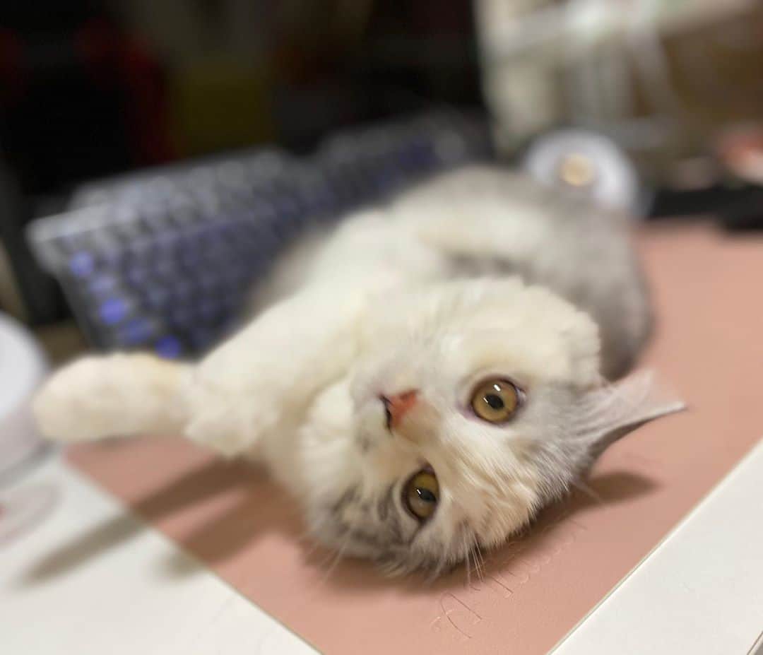 桜咲千依のインスタグラム：「ヘソ天した( *´꒳`* )ころん  #猫 #マンチカン #ほたて」