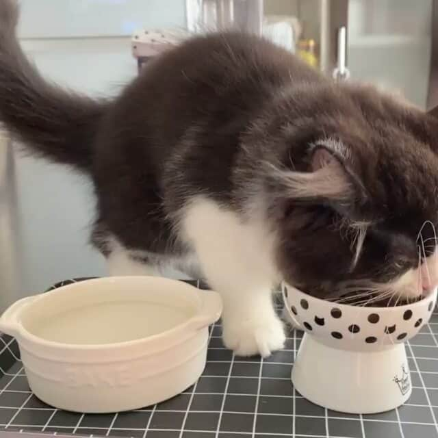 猫壱（ねこいち•ネコイチ）のインスタグラム