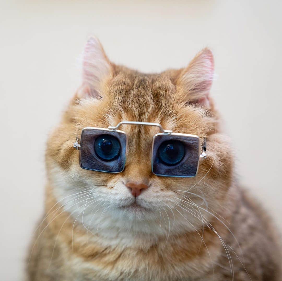 Hosicoさんのインスタグラム写真 - (HosicoInstagram)「I put on sunglasses so that no one would recognize me. 👓」8月14日 17時52分 - hosico_cat