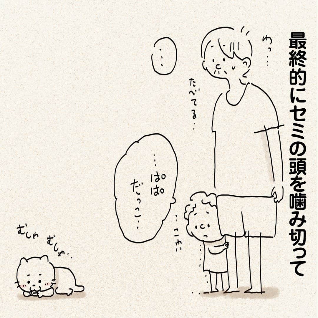 つむぱぱさんのインスタグラム写真 - (つむぱぱInstagram)「・ ・ ・ 1歳の息子は無敵すぎるので、スナック感覚で食べてしまわないか心配で、遠くから見張っていましたが、さすがに食べませんでした。 ・ #1歳 #息子 #猫 #はじめ #オス #セミを見る会 ＃夏の風物詩」8月14日 18時04分 - tsumugitopan