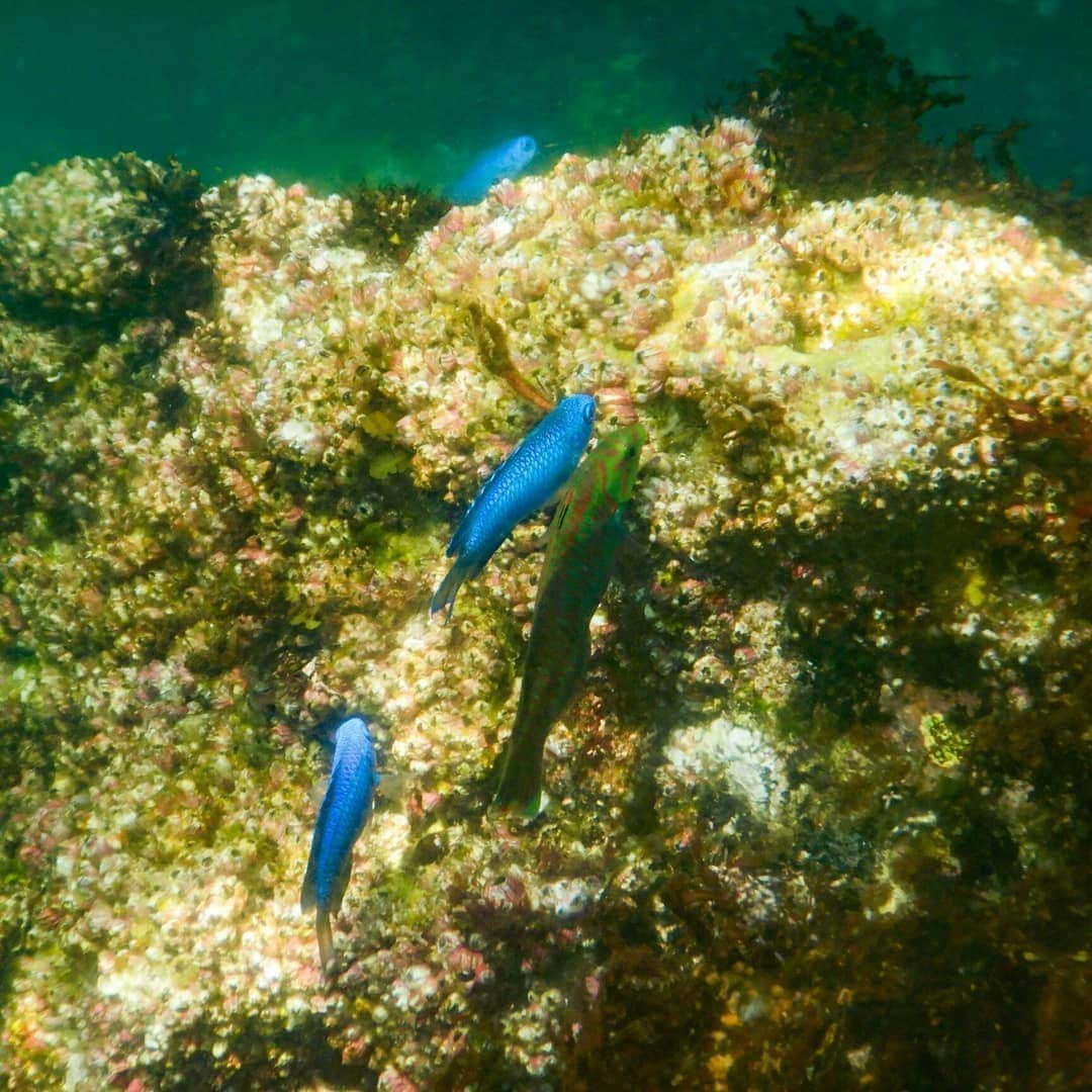 ホテルニューアカオ　熱海温泉＆リゾートのインスタグラム：「オーシャンプールの下を覗くと… 魚たちがいっぱい見れます🐟✨」