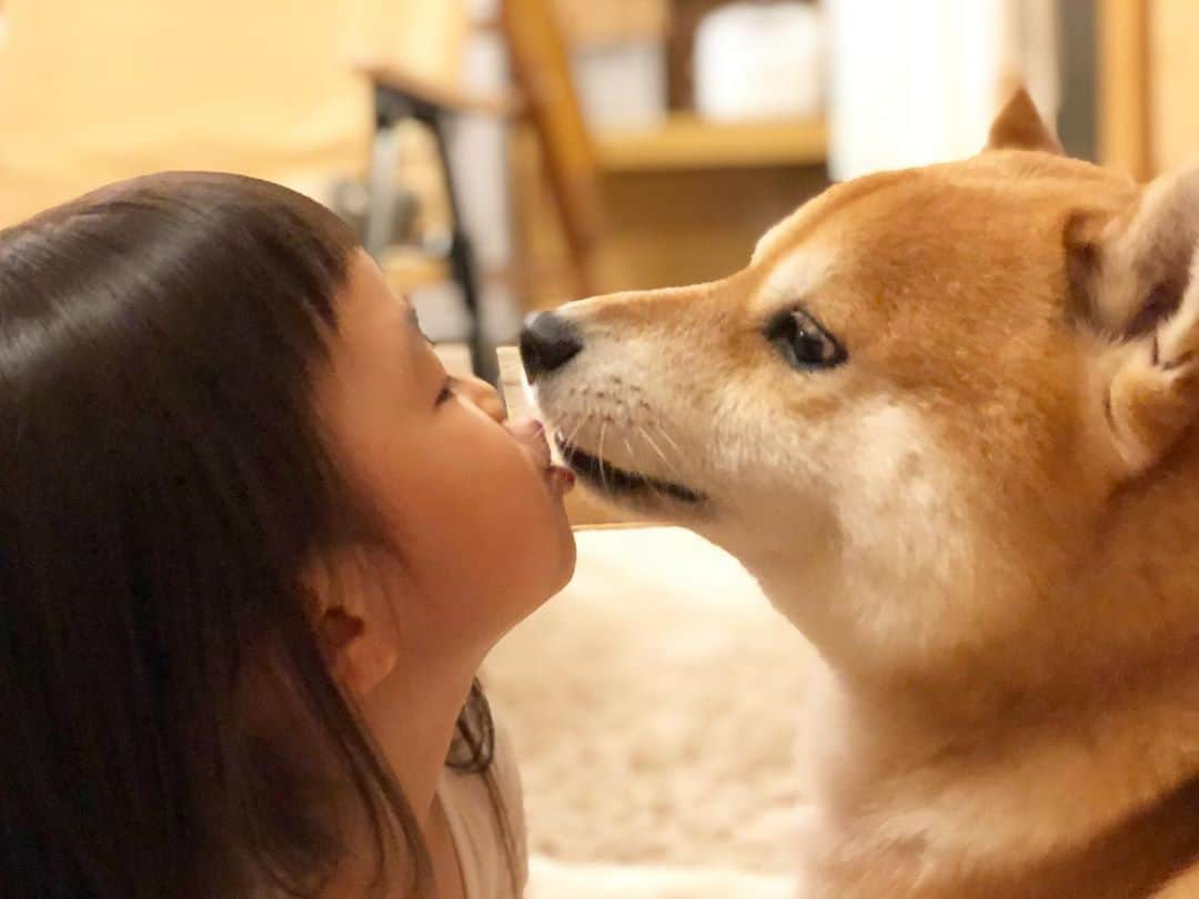 せんべえさんのインスタグラム写真 - (せんべえInstagram)「ちう。 #せんべえ #柴犬 #shibainu  #kiss #柴犬のいる暮らし  #犬と子ども #まるいーず」8月14日 18時17分 - akiresh