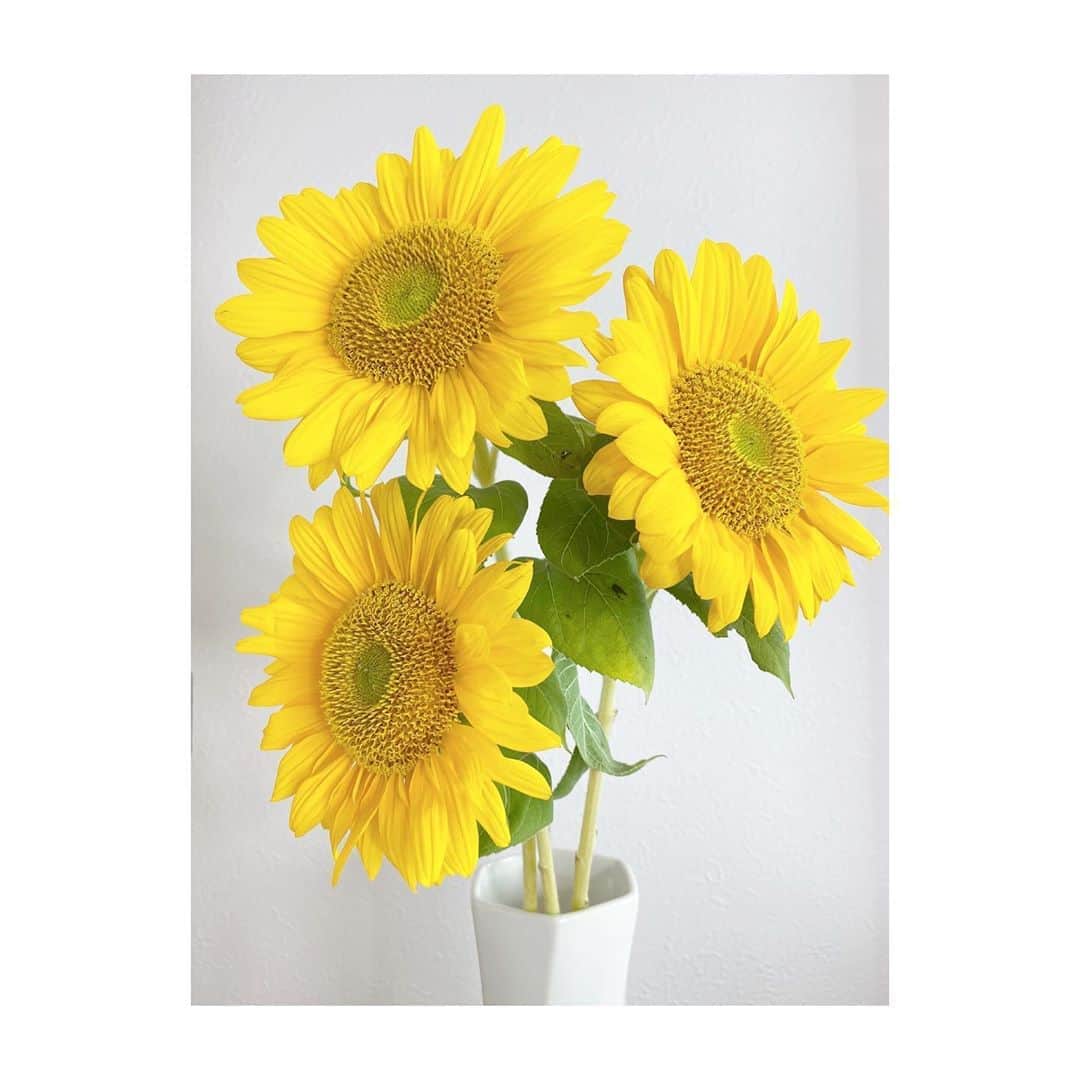 松尾依里佳さんのインスタグラム写真 - (松尾依里佳Instagram)「✨💕🥰❤️✨  お部屋が夏らしく華やいでいます  #ひまわり #芯まで黄色 #前回のひるおびと違う種類になるようにお取り寄せお願いしていました🌻 #まつおさんちのお花  #sunflower #flowers #summer」8月14日 18時21分 - erika.matsuo