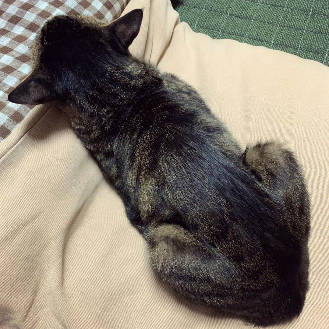 Musashiさんのインスタグラム写真 - (MusashiInstagram)「夕方ムサシさん。お昼寝する矢印。Catnap. ↖︎↘︎💤 #musashi #mck #cat #キジトラ #ムサシさん #musashi_the_cat #ねこすたぐらむ」8月14日 18時34分 - _daisy